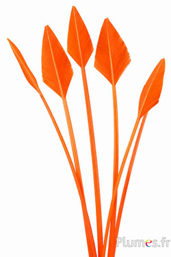 Cigno freccia - 20-30 cm - arancioni-caramello